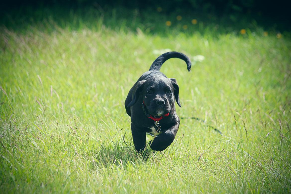 Blanding af racer Nela billede 3