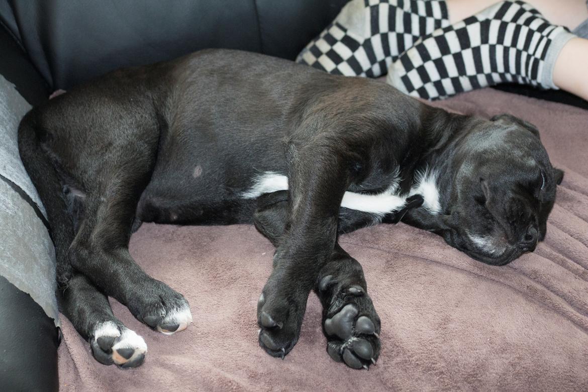 Blanding af racer Nela billede 7