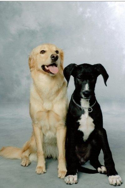 Blanding af racer Magai billede 15