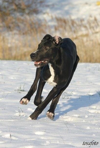 Blanding af racer Magai billede 16