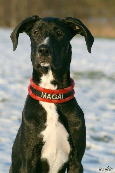 Blanding af racer Magai billede 17