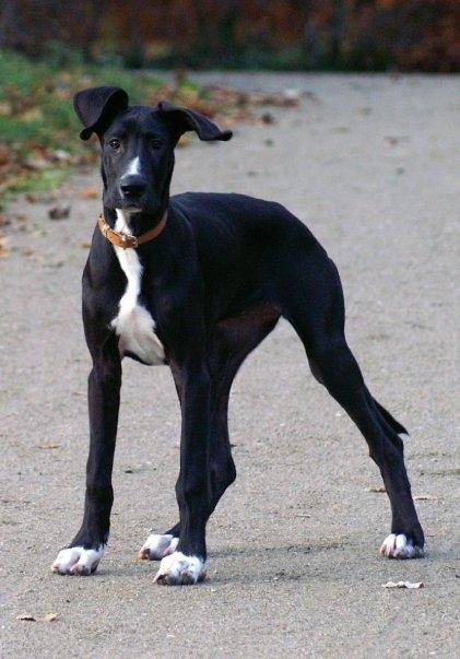 Blanding af racer Magai billede 18