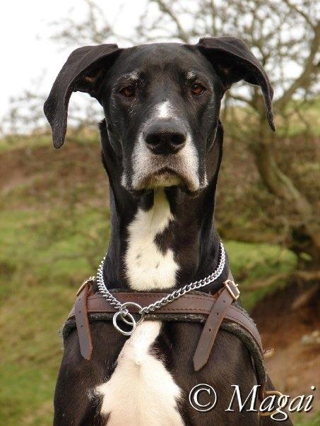 Blanding af racer Magai billede 3