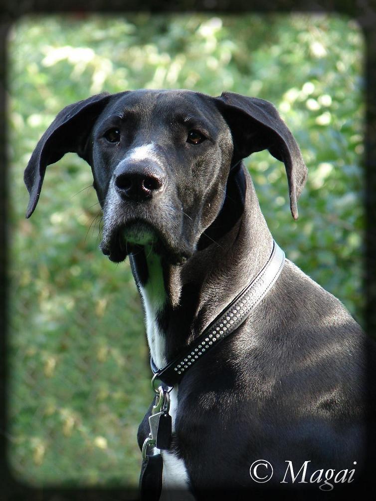 Blanding af racer Magai billede 1