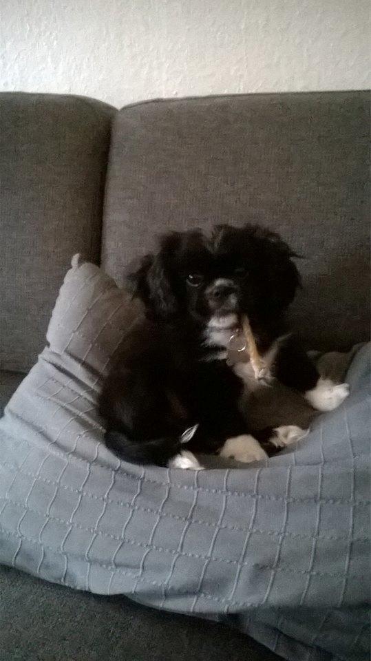 Blanding af racer Charlie billede 21