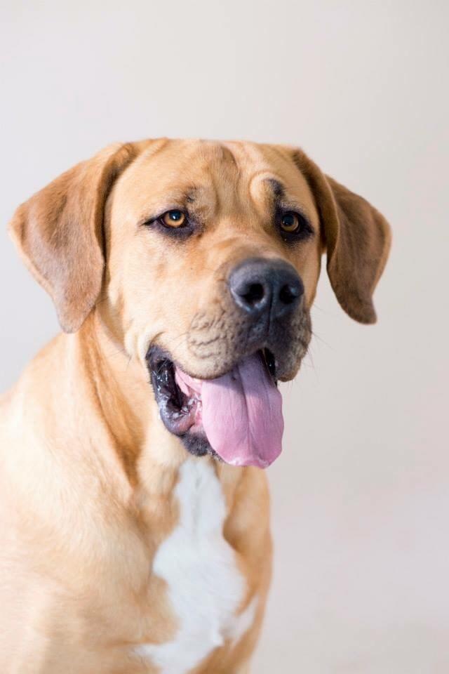 Blanding af racer Boudicca billede 21