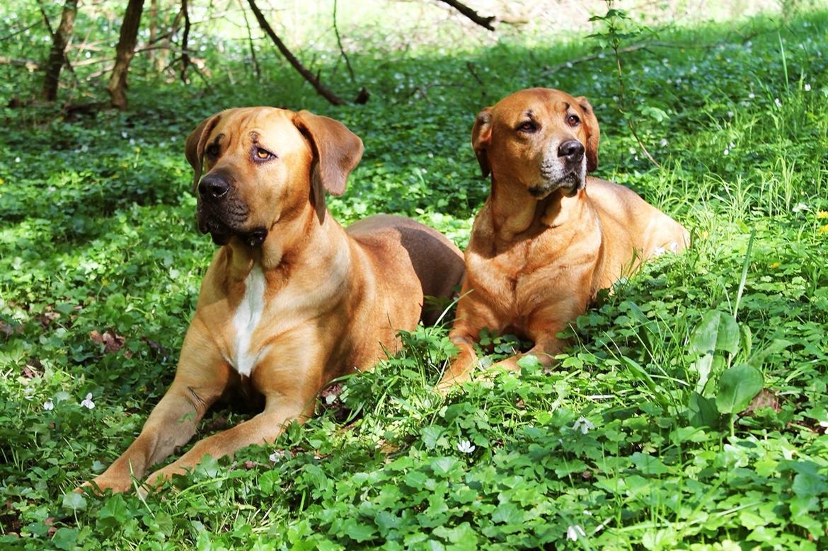 Blanding af racer Boudicca billede 20