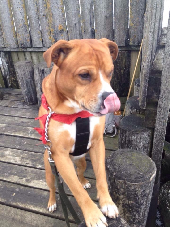 Blanding af racer Bobby billede 2