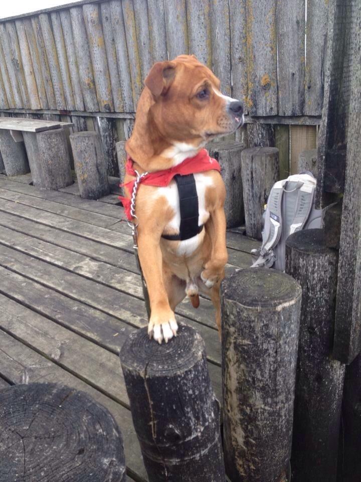 Blanding af racer Bobby billede 3