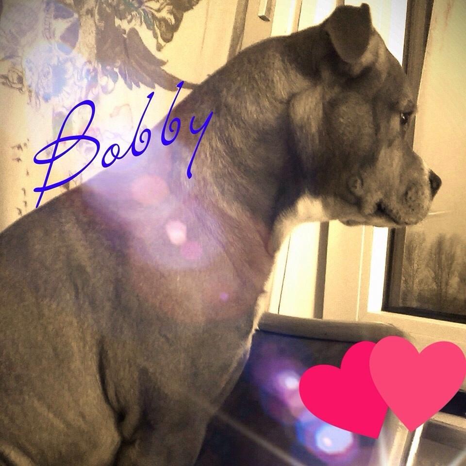 Blanding af racer Bobby billede 4