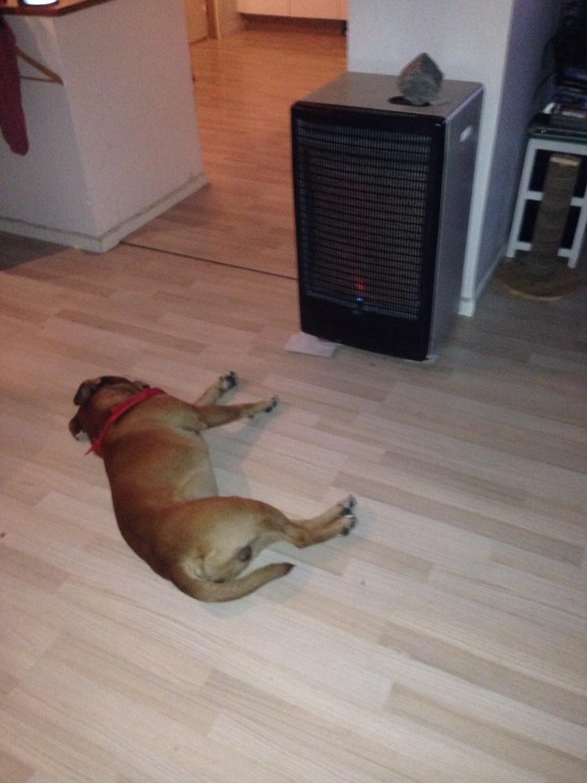 Blanding af racer Bobby billede 6