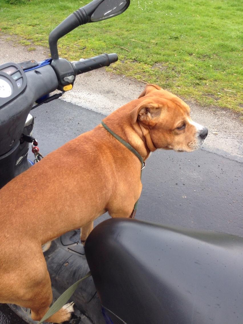 Blanding af racer Bobby billede 7