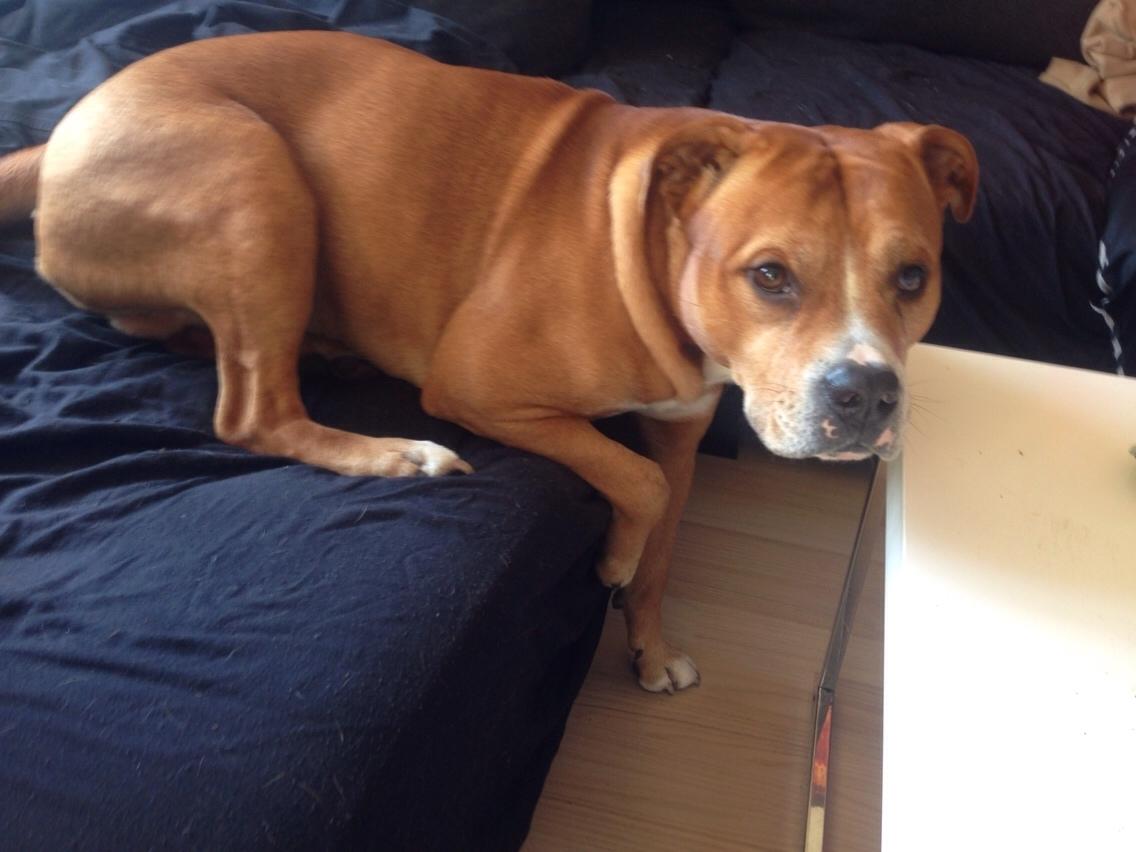 Blanding af racer Bobby billede 8