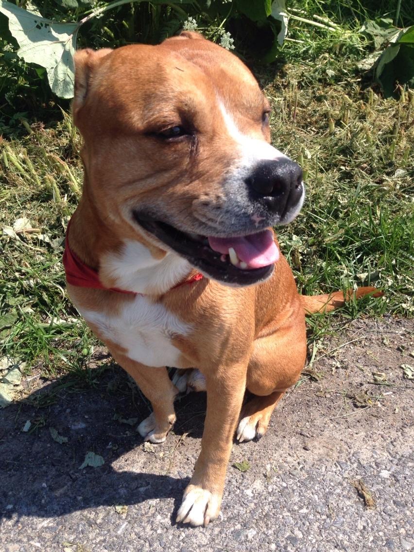 Blanding af racer Bobby billede 9