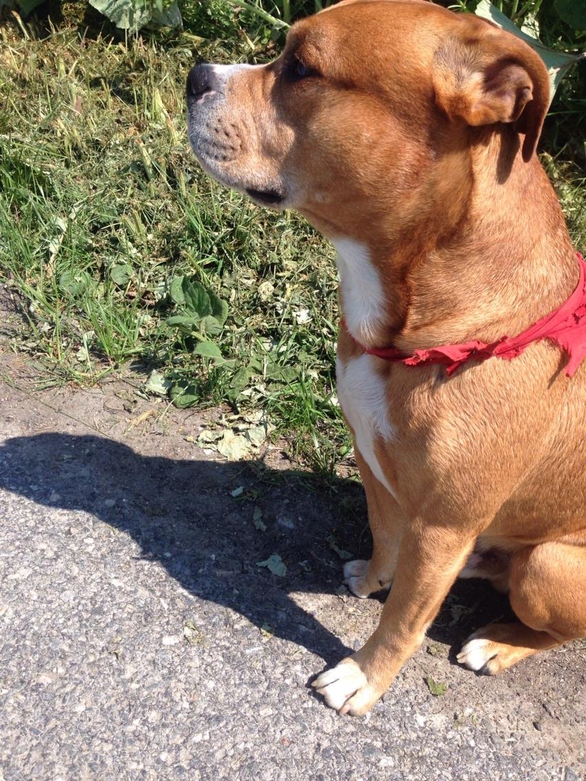 Blanding af racer Bobby billede 10