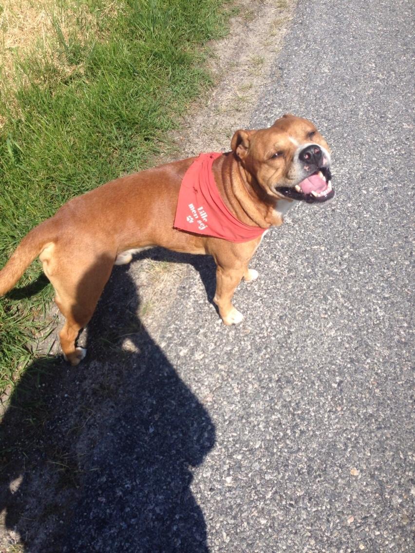 Blanding af racer Bobby billede 11