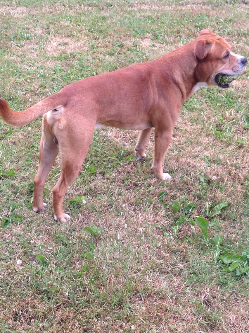 Blanding af racer Bobby billede 12