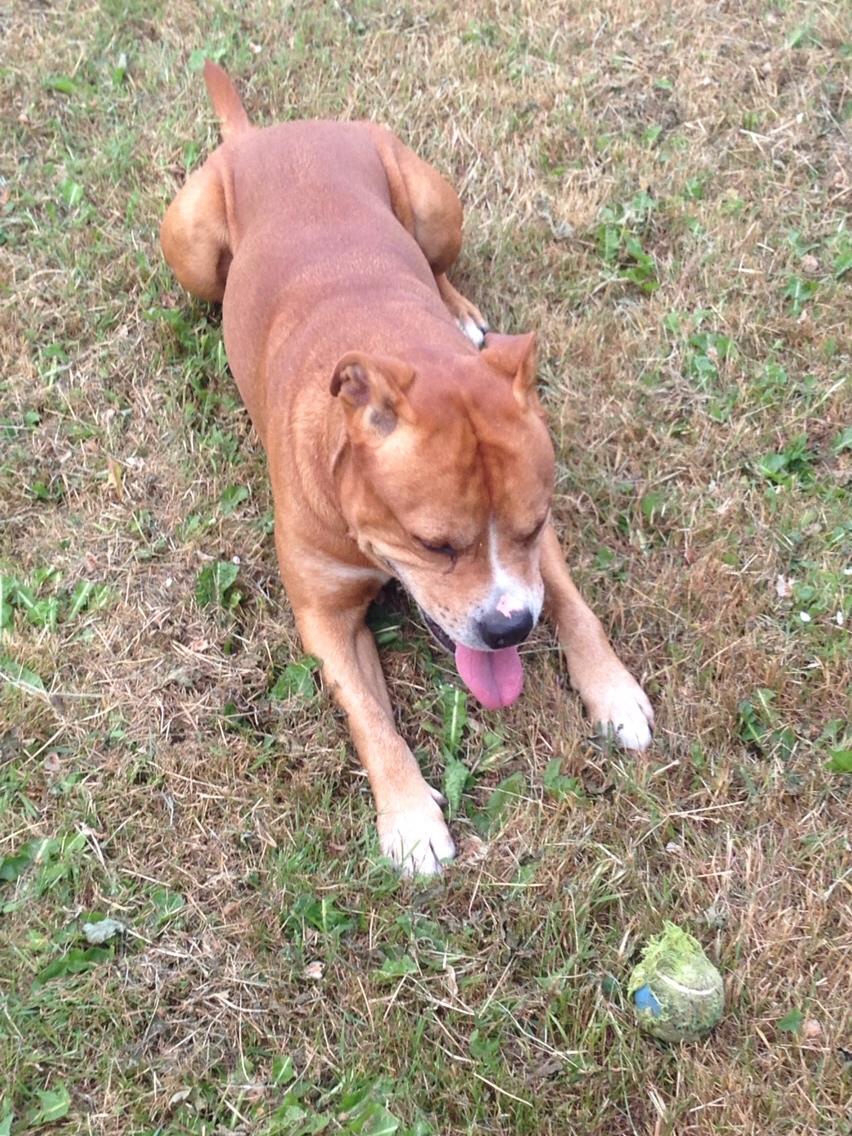 Blanding af racer Bobby billede 13