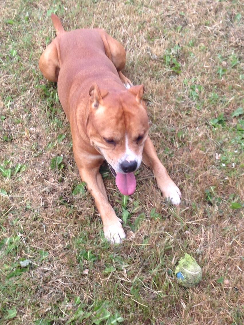 Blanding af racer Bobby billede 14