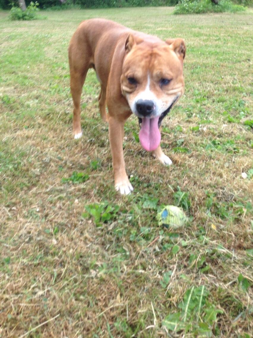 Blanding af racer Bobby billede 16