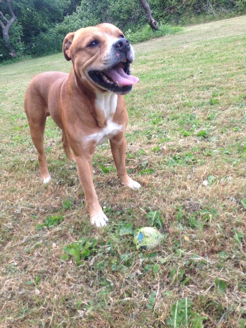 Blanding af racer Bobby billede 17