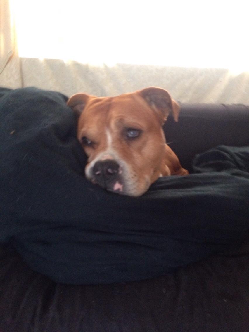 Blanding af racer Bobby billede 19