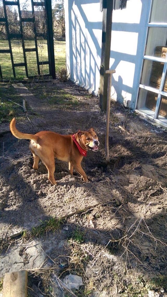 Blanding af racer Bobby billede 20