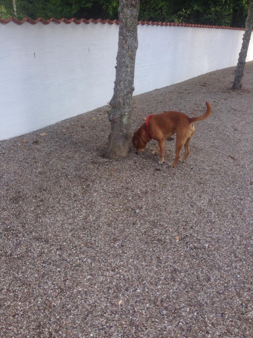 Blanding af racer Bobby billede 21