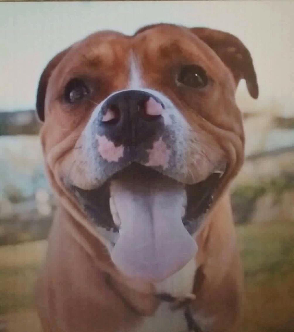 Blanding af racer Bobby billede 23