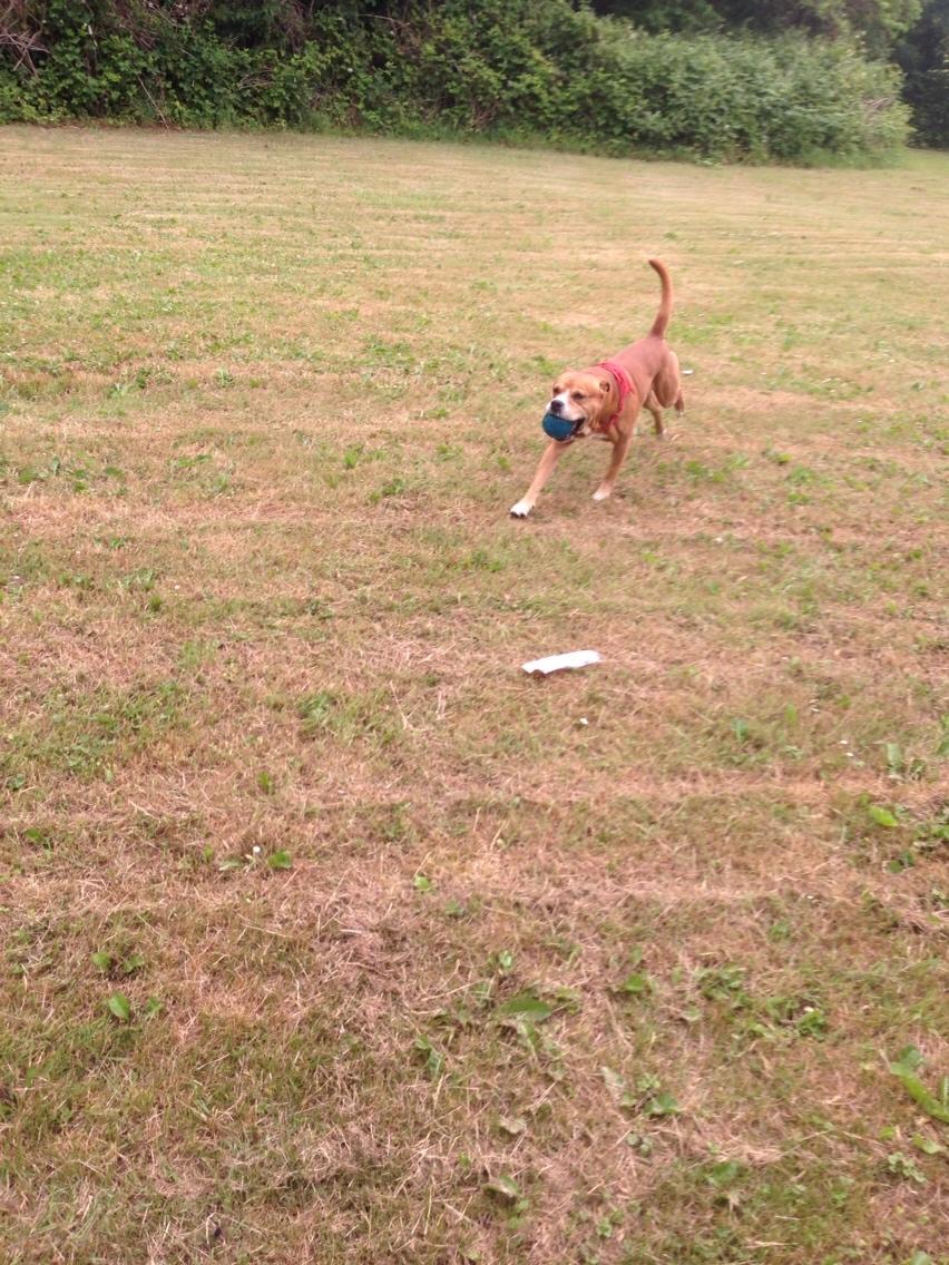 Blanding af racer Bobby billede 22