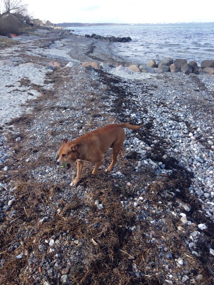 Blanding af racer Bobby billede 25