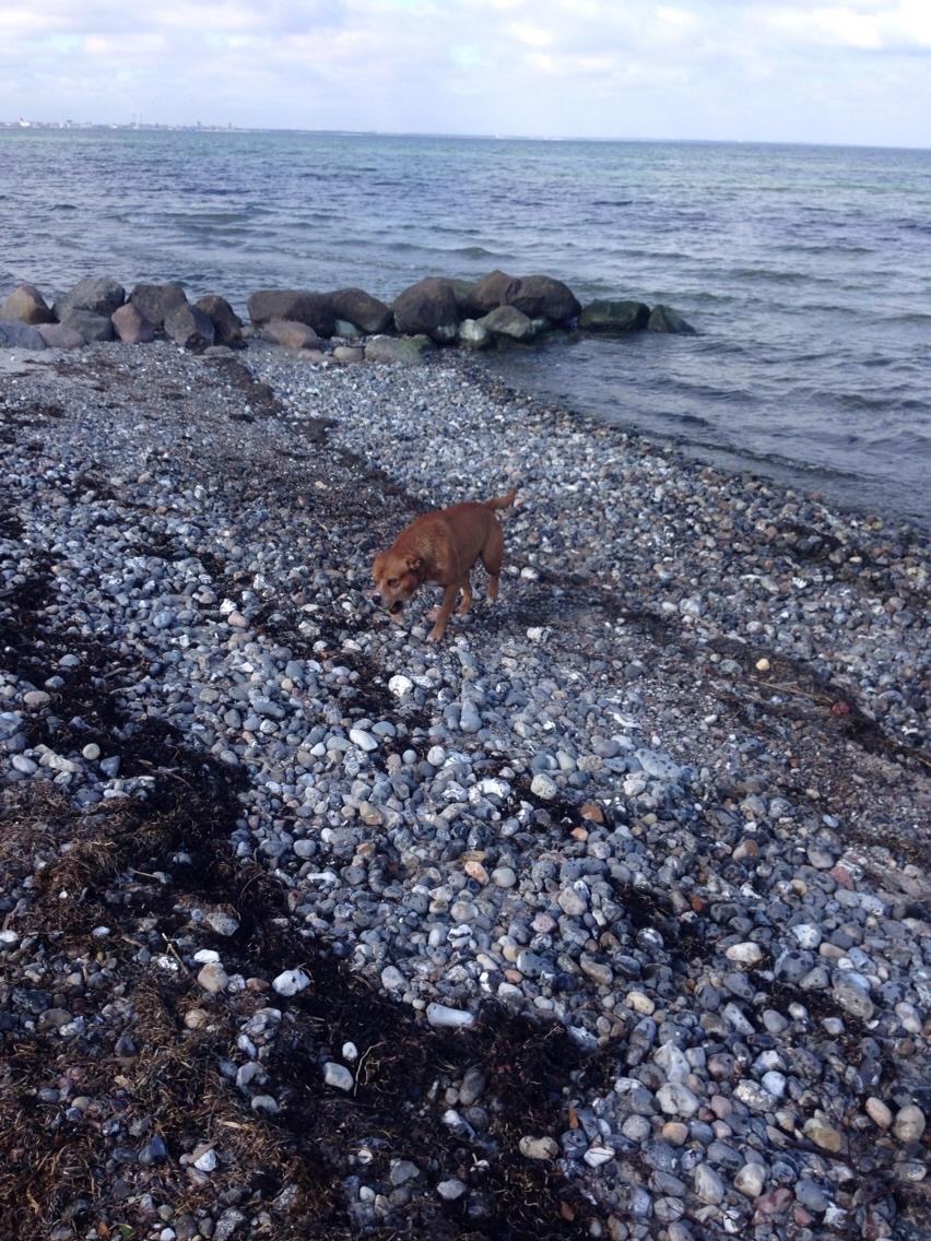 Blanding af racer Bobby billede 26