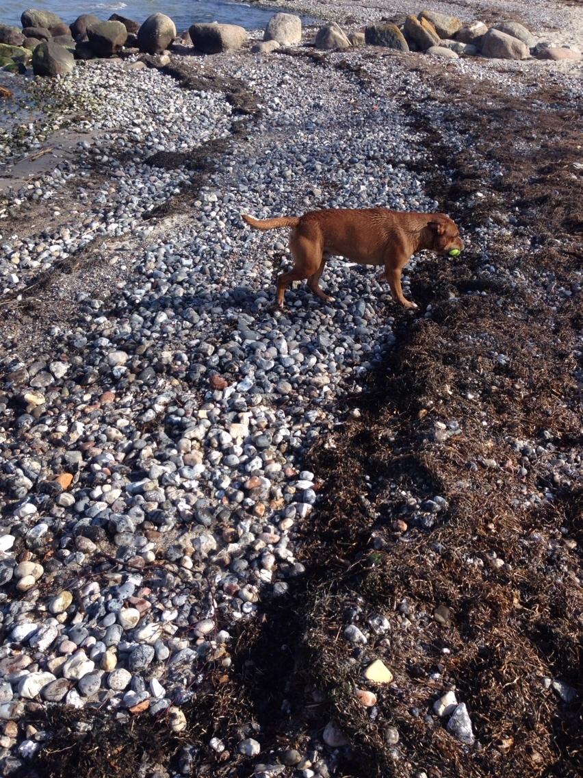 Blanding af racer Bobby billede 27