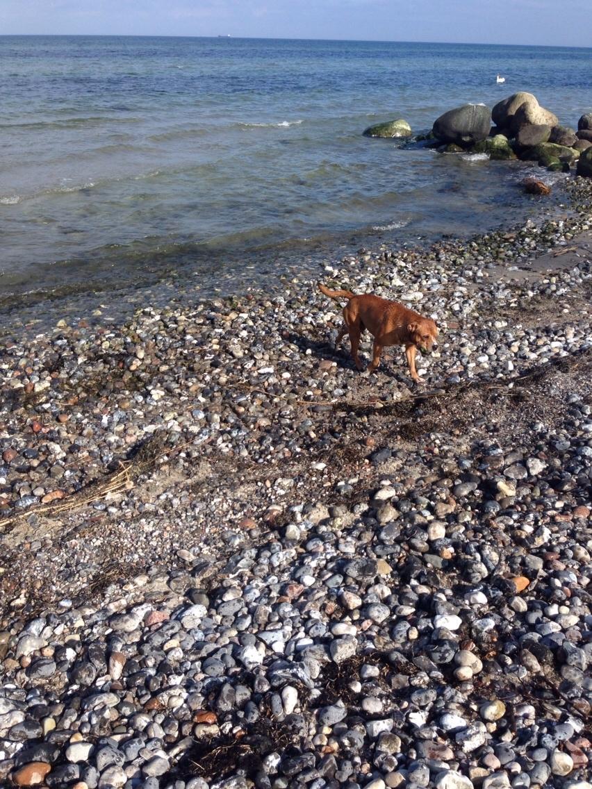 Blanding af racer Bobby billede 28