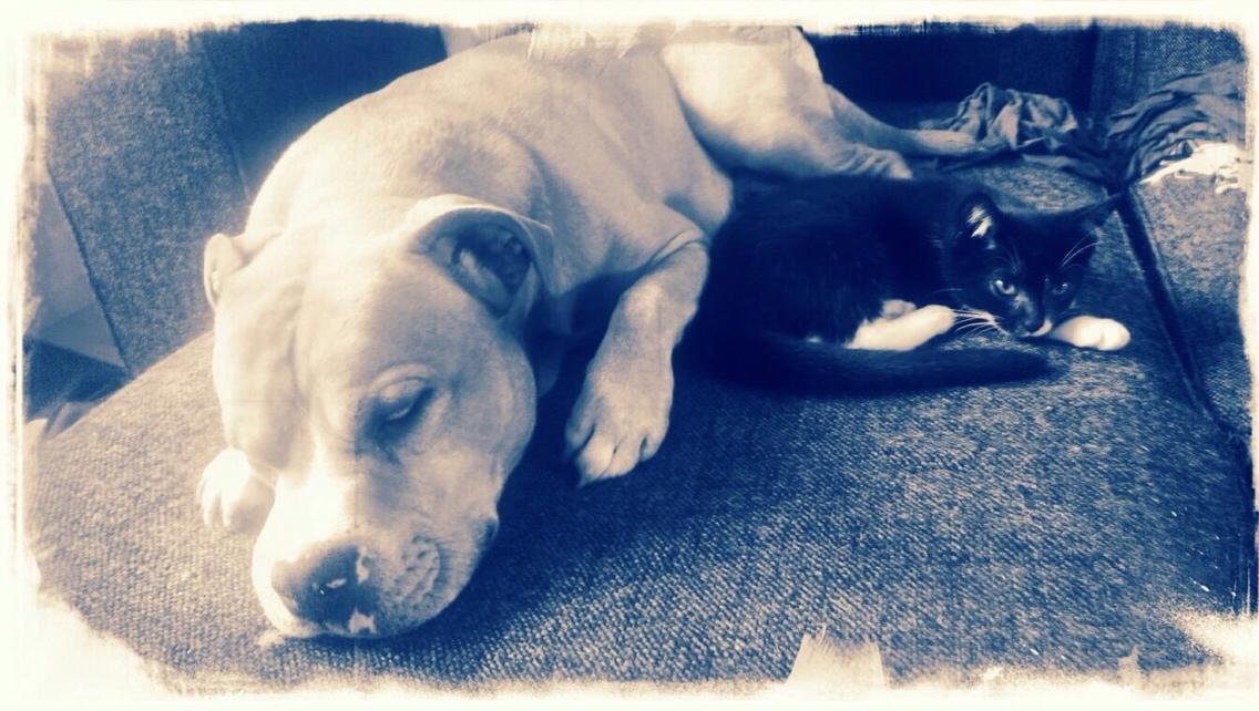 Blanding af racer Bobby billede 29