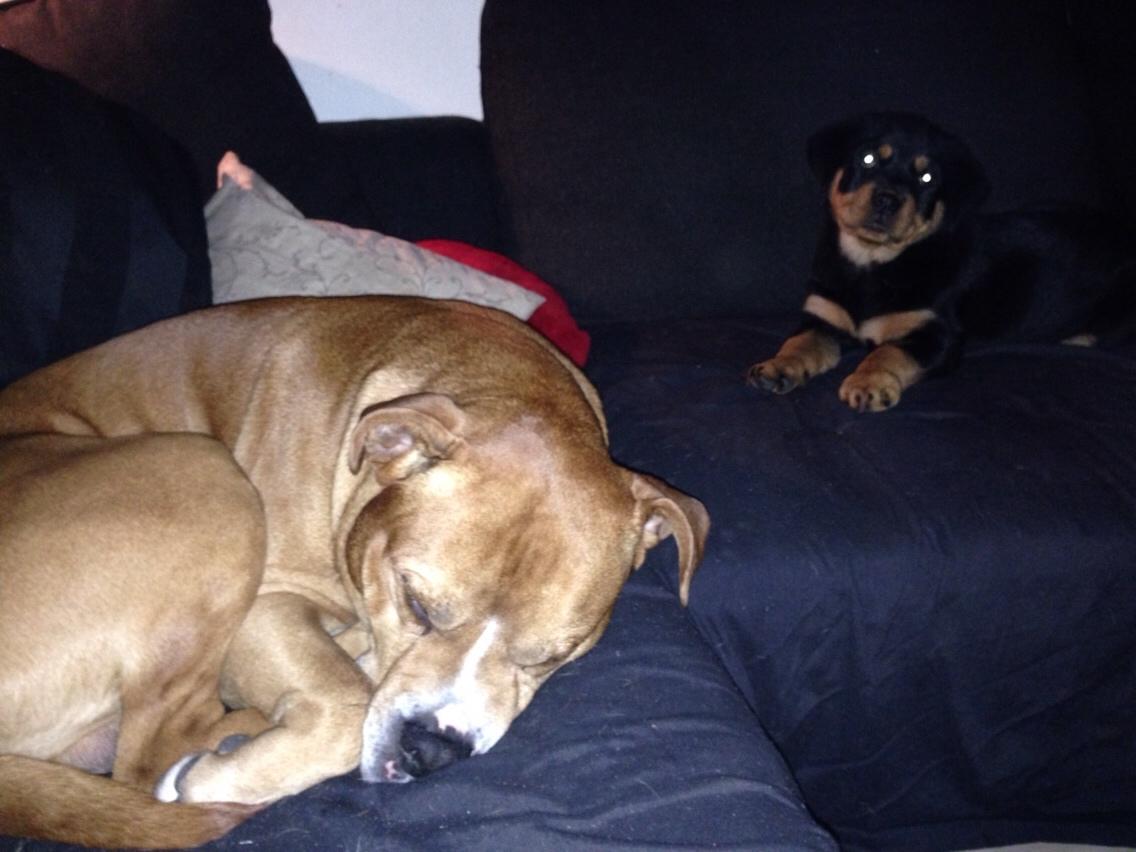 Blanding af racer Bobby billede 30