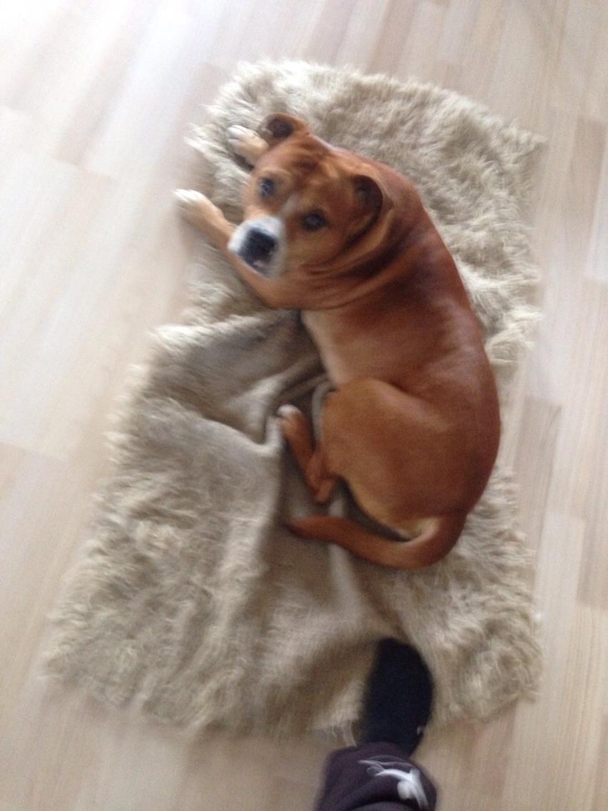 Blanding af racer Bobby billede 32