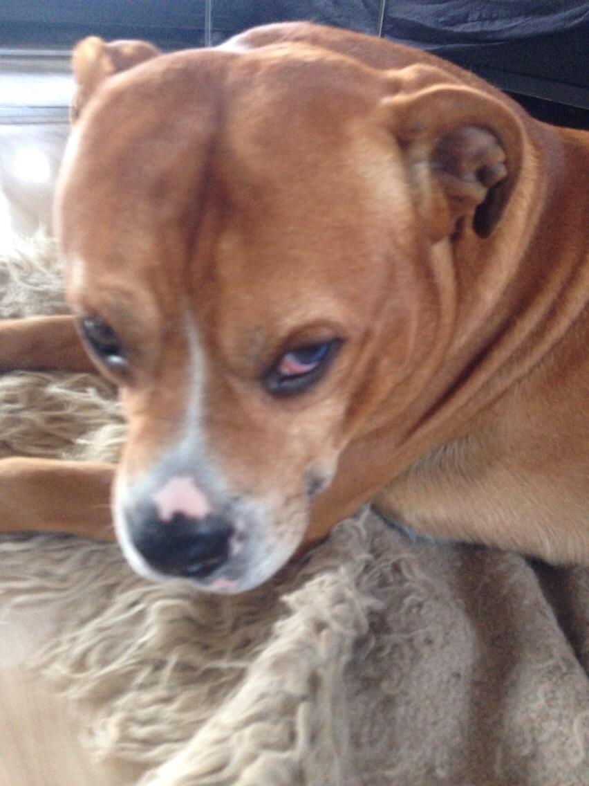 Blanding af racer Bobby billede 33