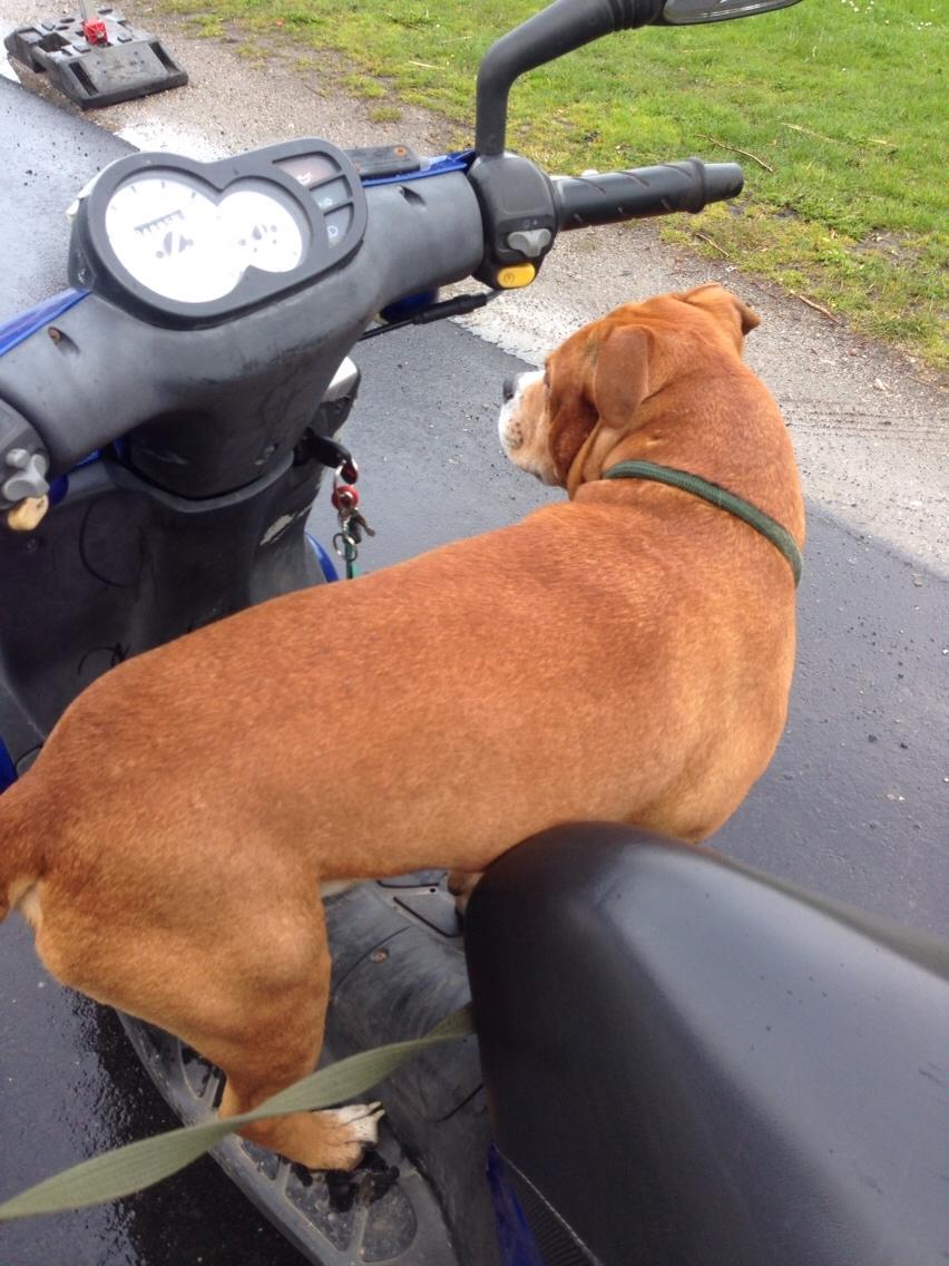 Blanding af racer Bobby billede 34