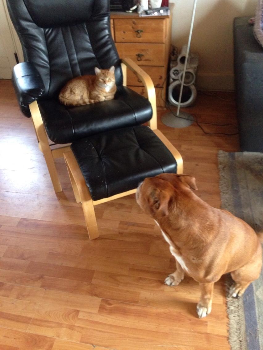 Blanding af racer Bobby billede 35