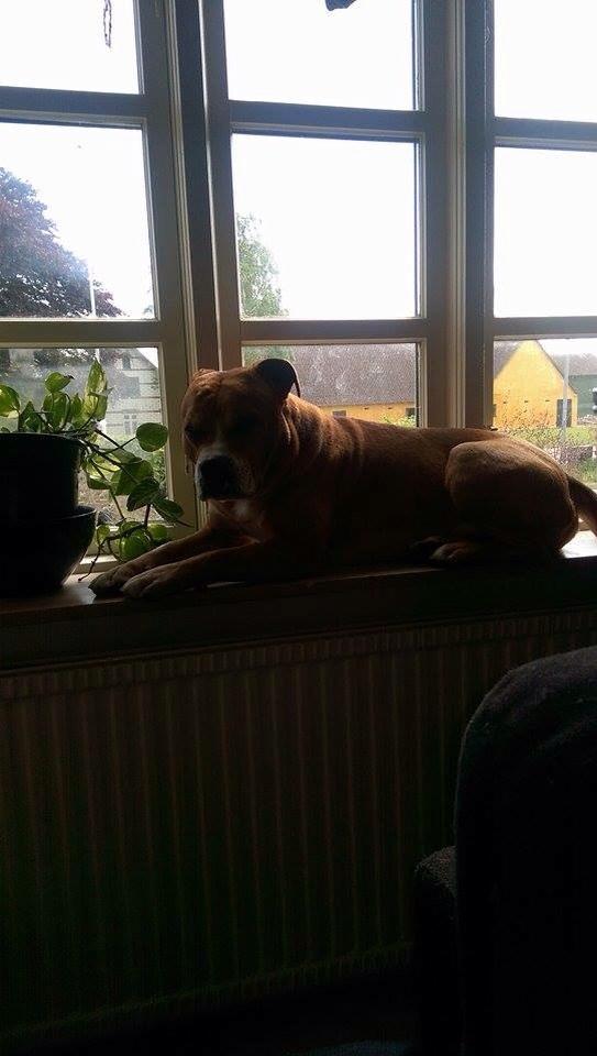 Blanding af racer Bobby billede 36