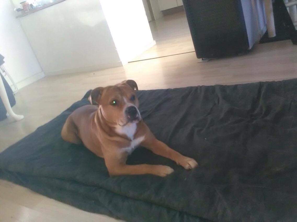 Blanding af racer Bobby billede 37