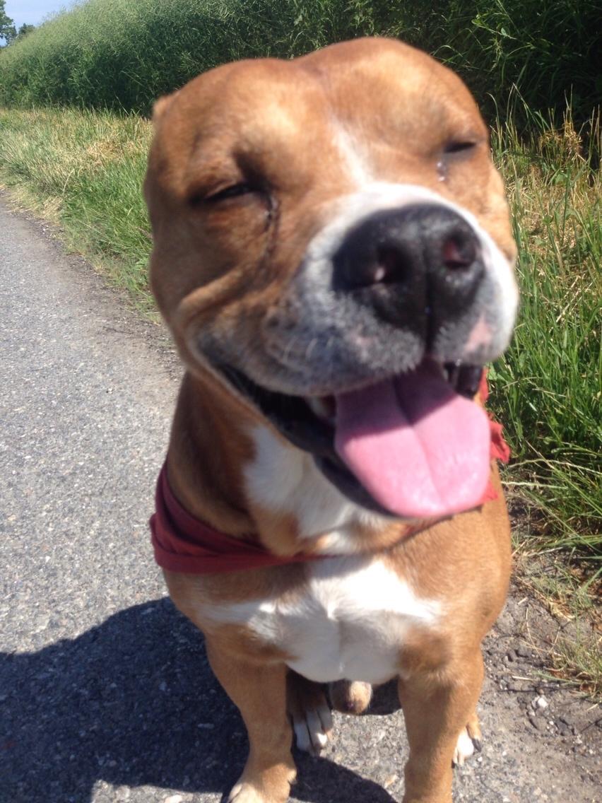 Blanding af racer Bobby billede 38