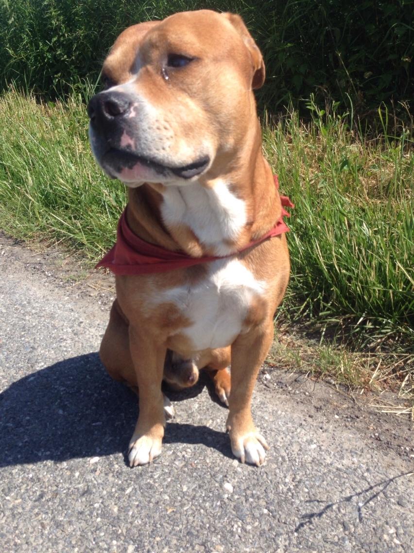 Blanding af racer Bobby billede 39