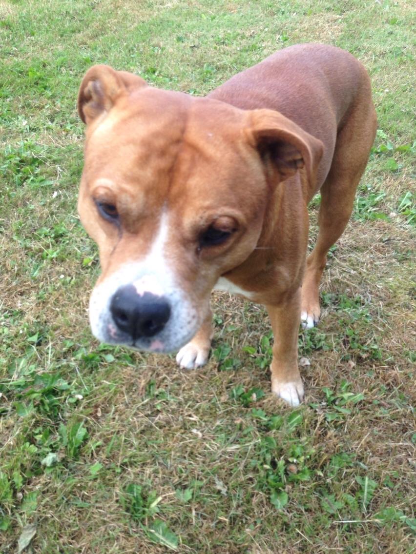 Blanding af racer Bobby billede 40