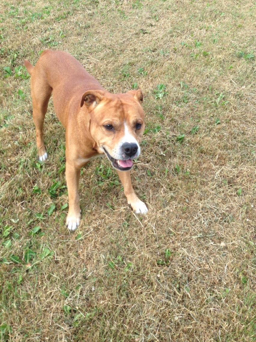 Blanding af racer Bobby billede 41