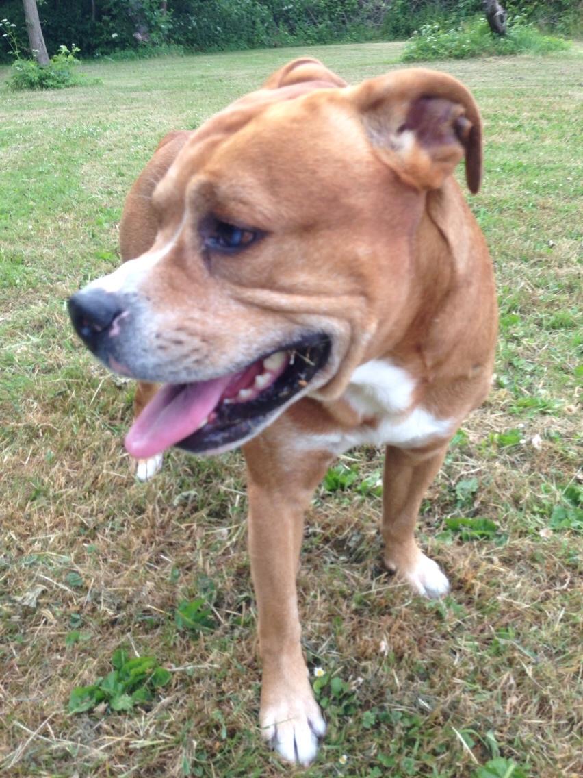 Blanding af racer Bobby billede 43