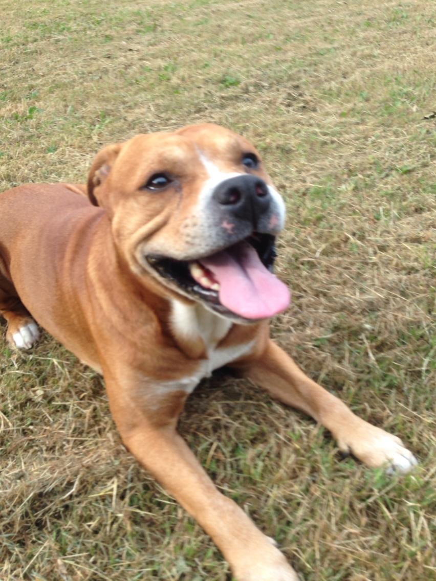 Blanding af racer Bobby billede 44