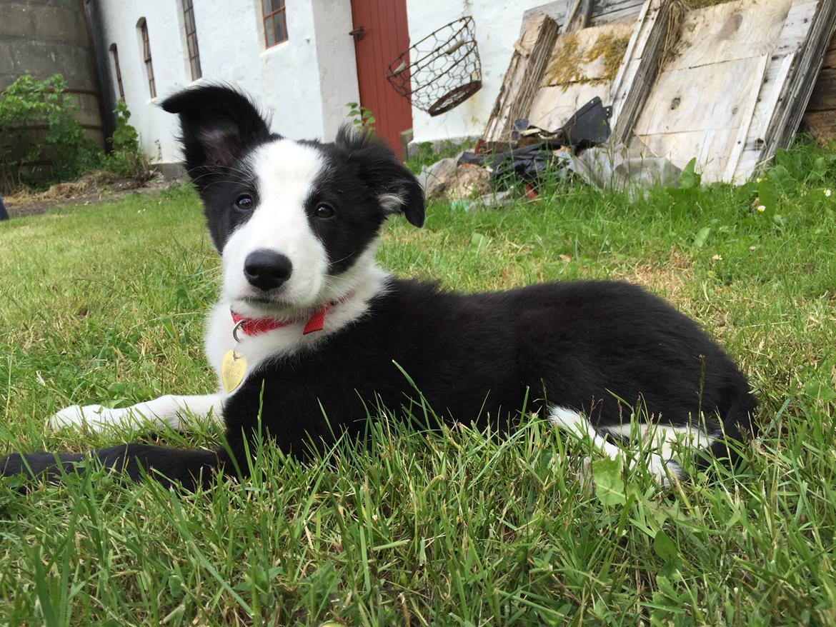Border collie Hollie - Hollie 12 uger billede 25
