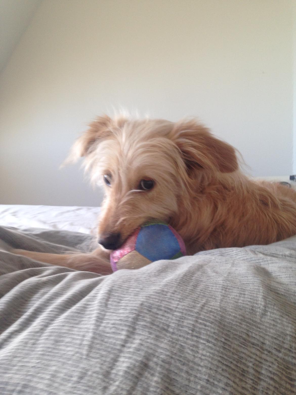 Blanding af racer Chili R.I.P billede 10